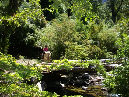 Trailreiten in Chile und Argentinien,  im Pitraco Tal bei Pucon